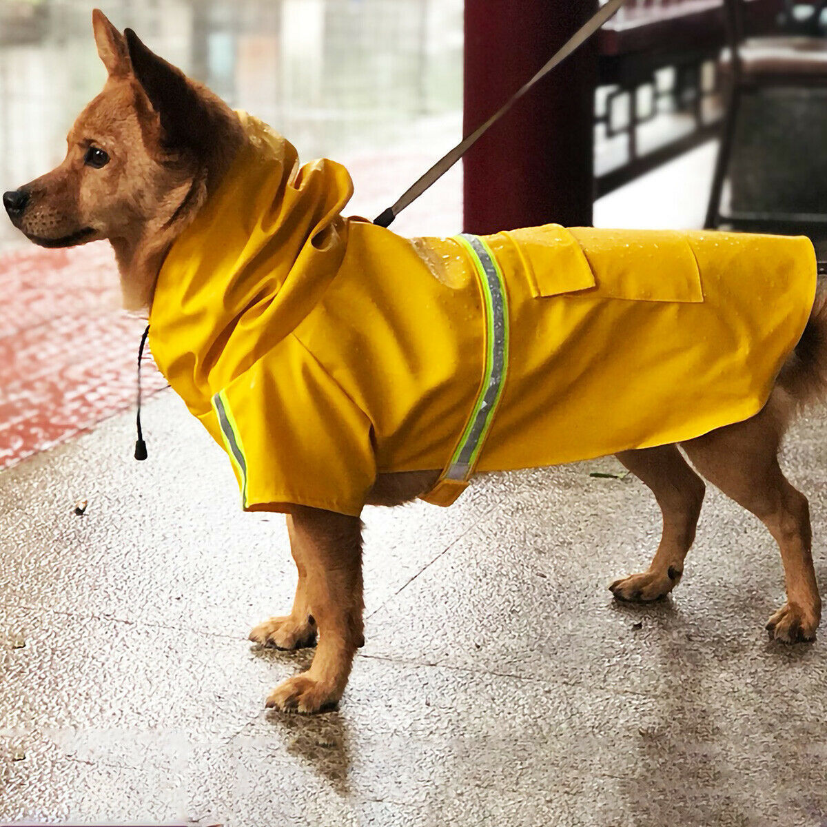 Regenmantel für Hunde